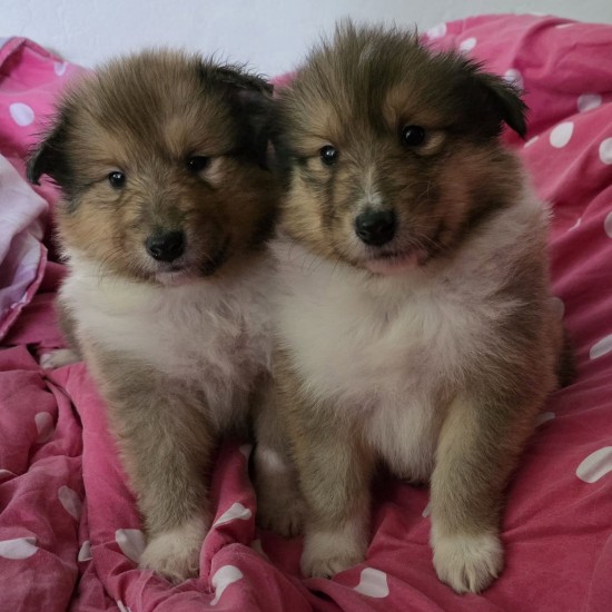 Bild: Welpendamen Sophie und Stine