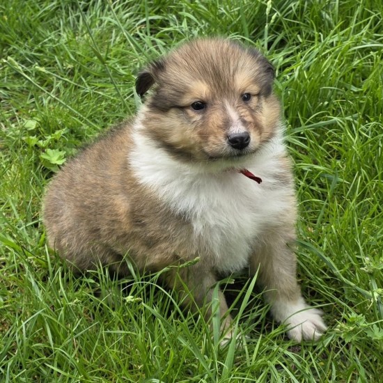Bild: Welpendame Sophie