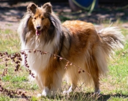 Bild: Piper